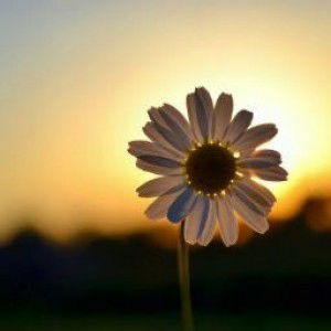 nisaiiii profile icon