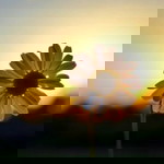 nisaiiii profile icon