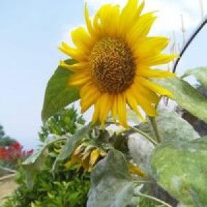 Sanjani profile icon