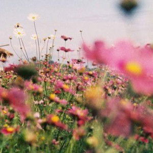 sorraya jaiyai profile icon