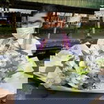 Orcus Sicilano profile icon