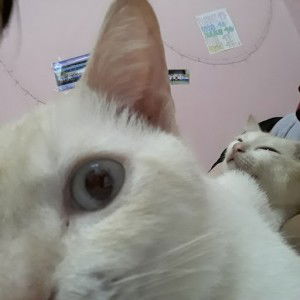 Fara Hanani profile icon