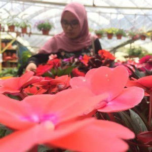 Intan Humaira profile icon