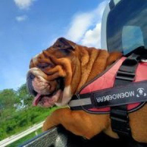 Aom Trilogy profile icon