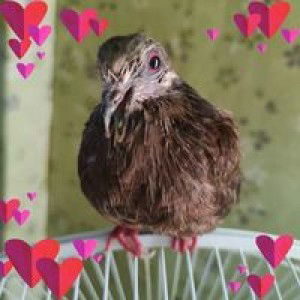 Cathe Rine D Goudin profile icon