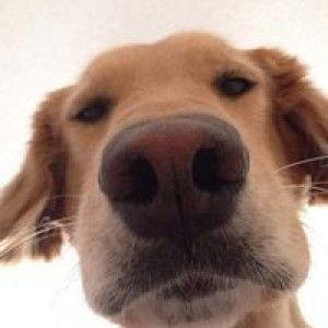 หมู' ตุ๋น profile icon