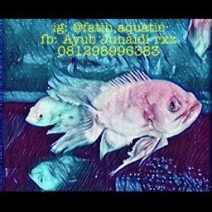 Nia Fauziah profile icon