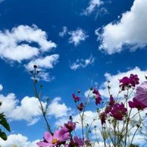 Erene Lentejas Garalza profile icon