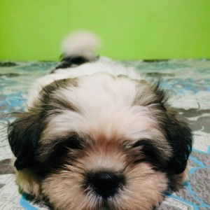 Mary Ann Araiz profile icon