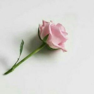 Sri Vidya profile icon