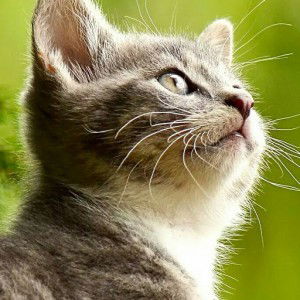 Rahma Andita profile icon