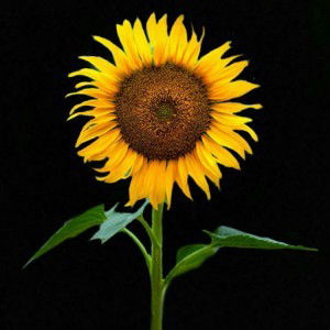 Fitri Amethyst profile icon