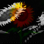 Fitri Amethyst profile icon