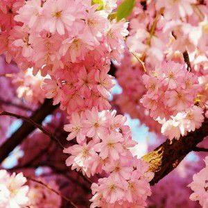 Dha Nee profile icon