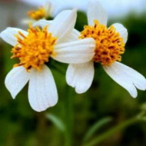 Nella Agustinusa latin profile icon