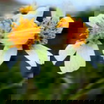 Nella Agustinusa latin profile icon