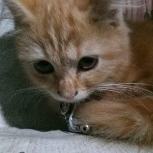 viwiya wi profile icon