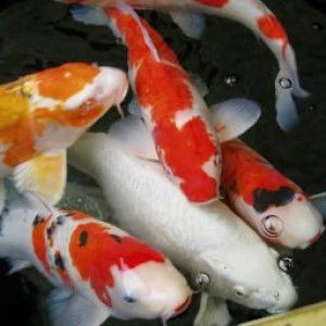 Fasqia Story profile icon