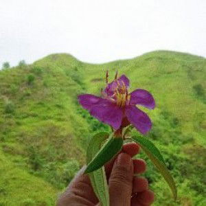 Rahmadhani Fitri profile icon