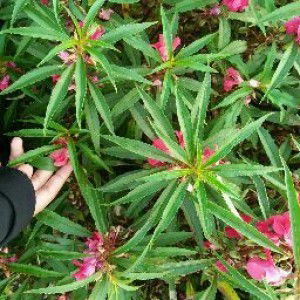 Juniarwinalia profile icon