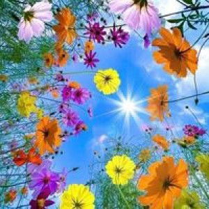 Cham Cham profile icon