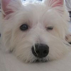 Iris Lim profile icon