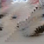 Iris Lim profile icon