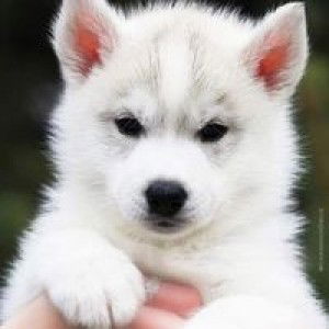 เ'ฟ 'ร'ม profile icon