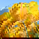 desti elisa profile icon