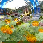 Nur Anisa Anisa profile icon