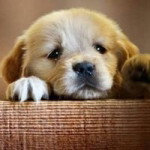 Weerawan profile icon