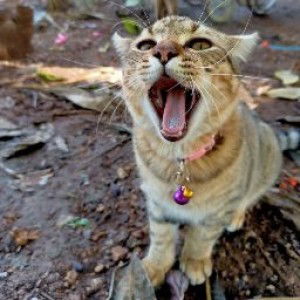 Maprangeleven profile icon