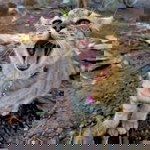 Maprangeleven profile icon