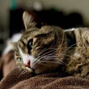 Jesse Ann Pascobillo profile icon