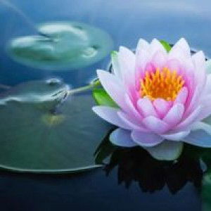 Nia Ayunda profile icon