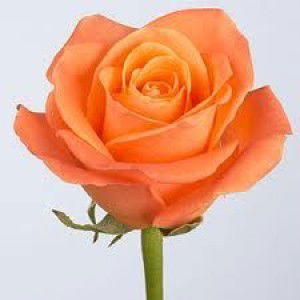 WAN ARNI SHAZWANI profile icon