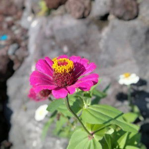 Hani Nurbayani profile icon