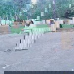 Anna Marie R. Baliton profile icon