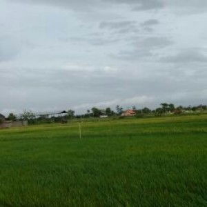 Nur Cahyanti profile icon