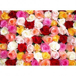 fatin farha mohamed asri profile icon