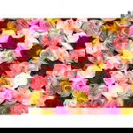 fatin farha mohamed asri profile icon