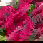 Yola Barokah profile icon