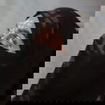 Inayah Reskiyah Syukur profile icon