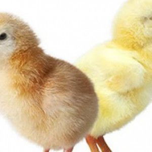 lilis trisula profile icon