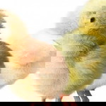 lilis trisula profile icon