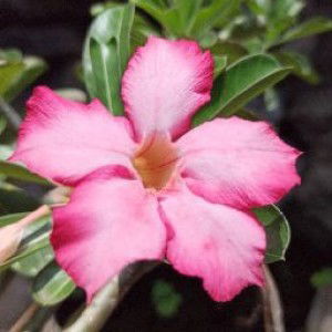 Johanjayalah Selalu profile icon