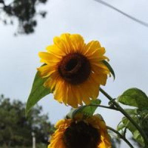 Ennaxor Ennaid Atlamutir profile icon