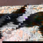 Nur MI profile icon