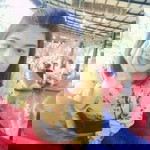 Sasiton Rattanapanon profile icon