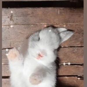 Maitoh Mas profile icon